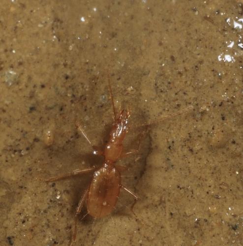Réf. 267 653 : Aphaenops bourgoini
